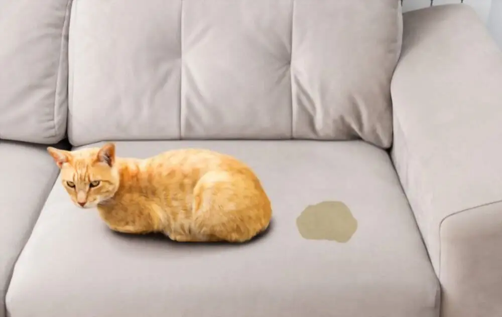 How to Get Cat Urine Smell Out of Your Carpets For Good!