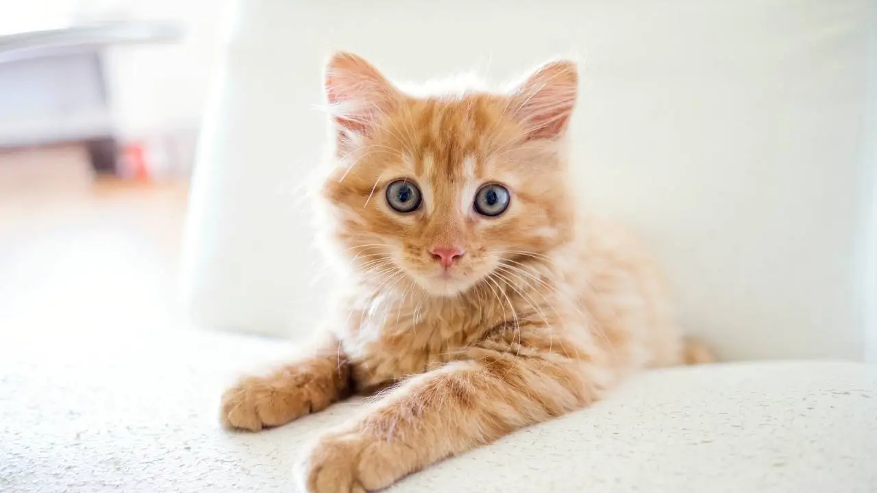 How to Remove Cat Odors & Smells