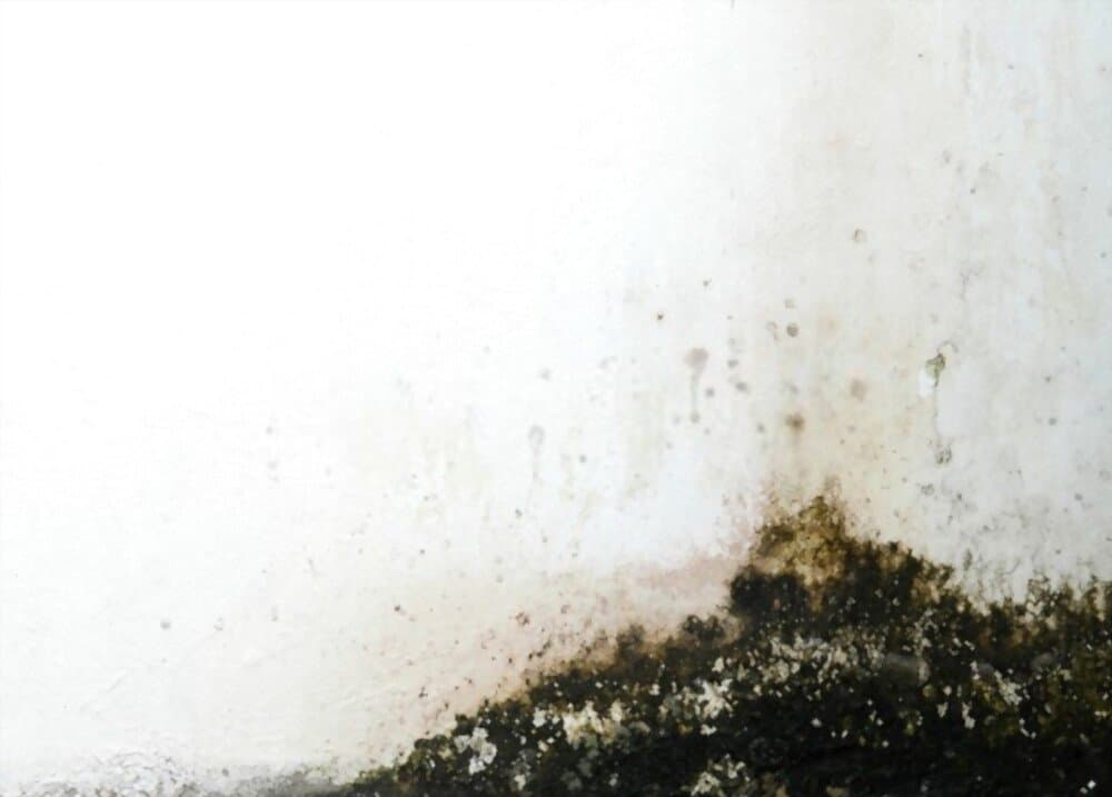 Removing Mold From Walls