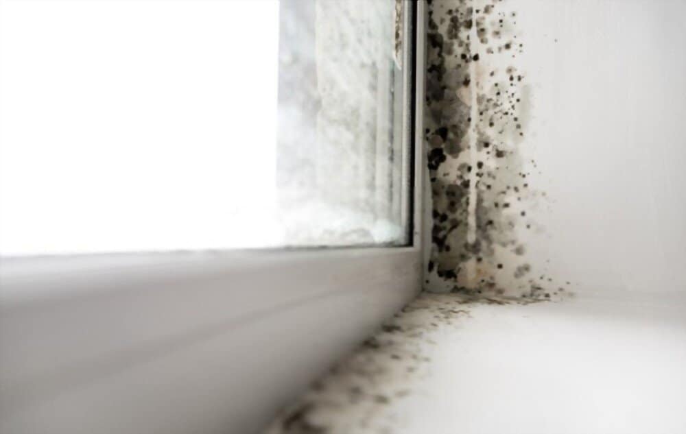 Different Types of Mold in New Zealand