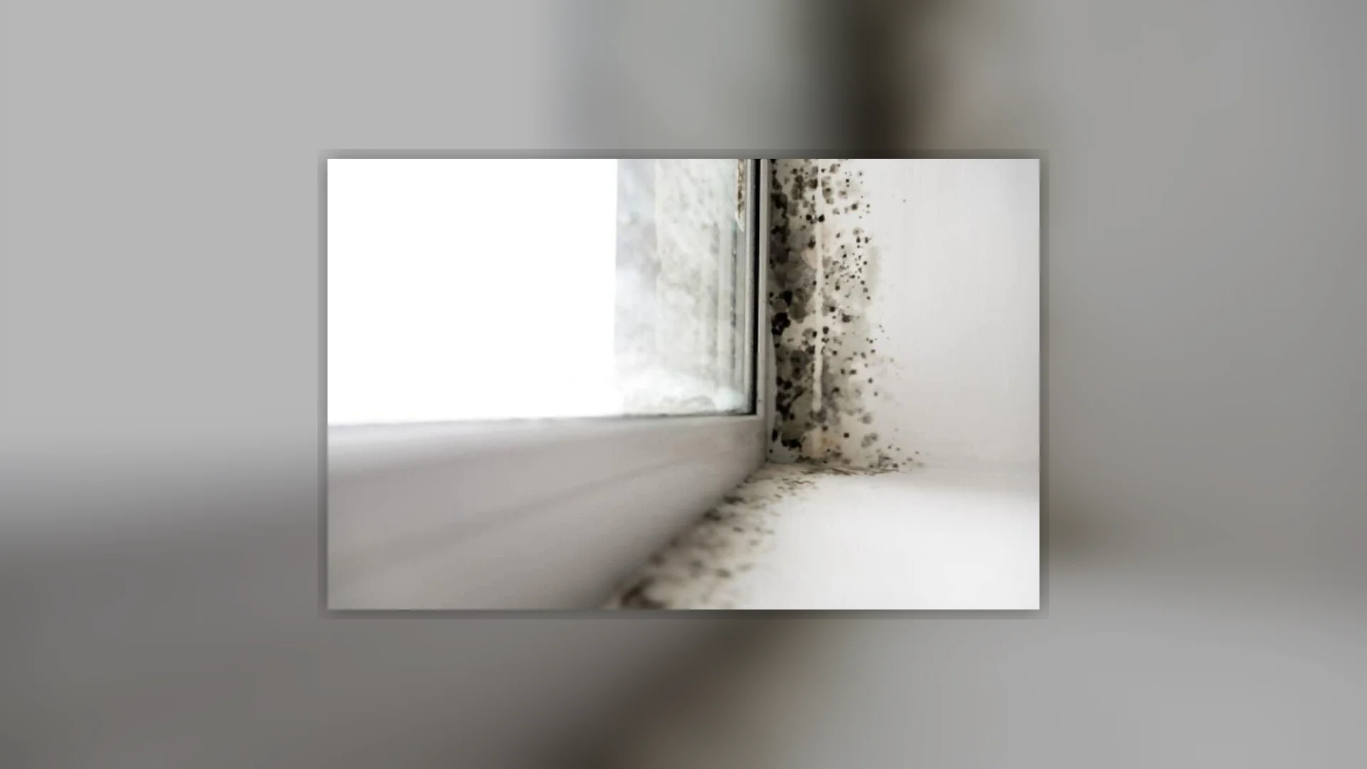 Different Types of Mold in New Zealand