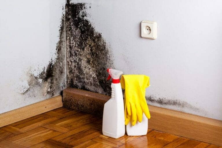 Mould Remediation in Auckland Property