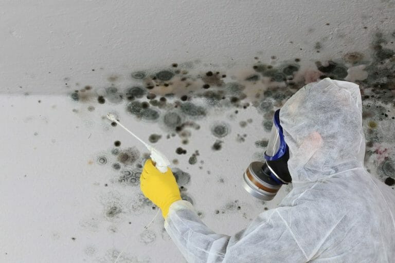 Professional Mould Removal Treatment